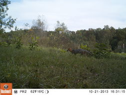 Image of gray fox