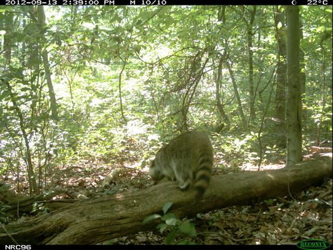 Image of Northern Raccoon