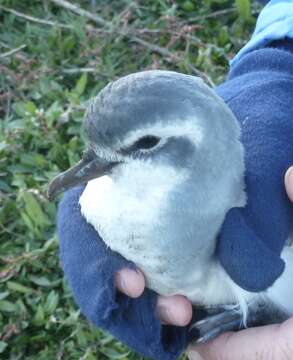 Image of Narrow-billed prion