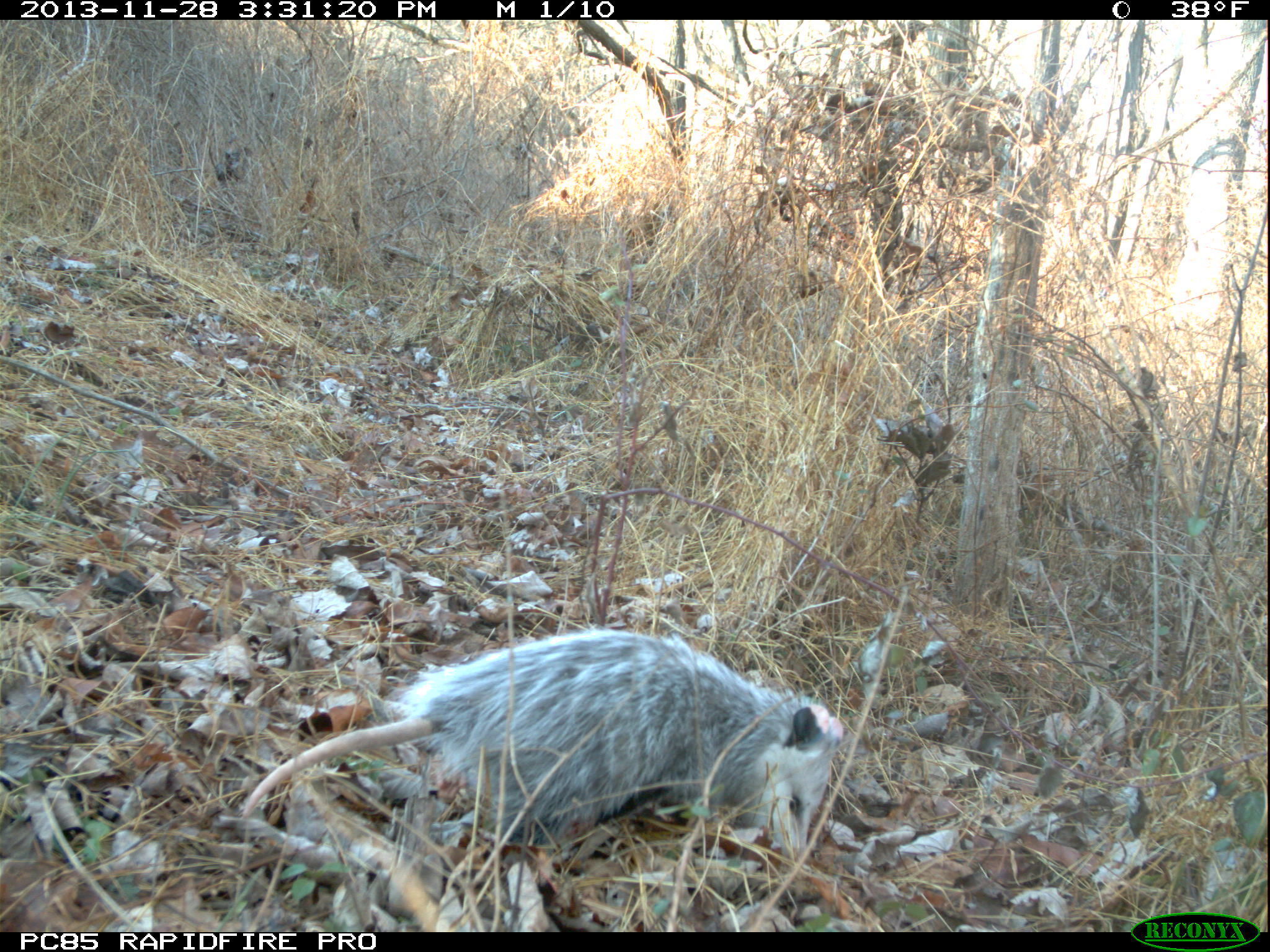 Image of Virginia Opossum