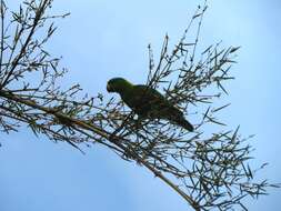 Image of Amazona auropalliata parvipes Monroe, Howell & TR 1966