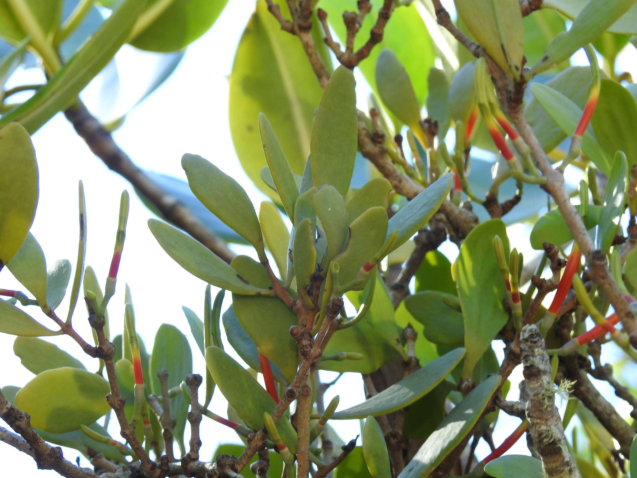 Image of Lysiana maritima (B. A. Barlow) B. A. Barlow