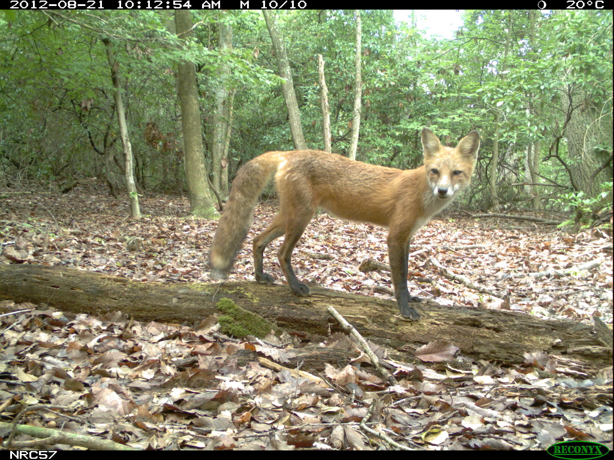 Image of fox, red fox