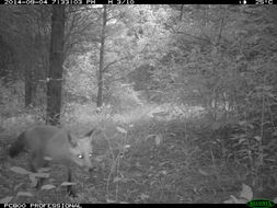 Image of fox, red fox