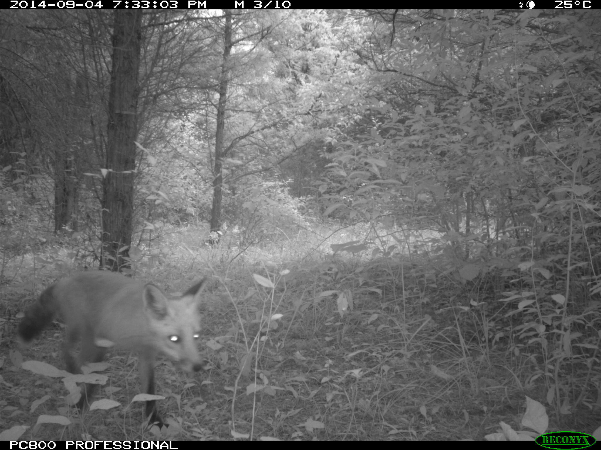 Image of fox, red fox