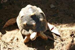 Imagem de Astrochelys radiata (Shaw 1802)