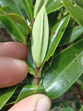 صورة Veronica bollonsii Cockayne