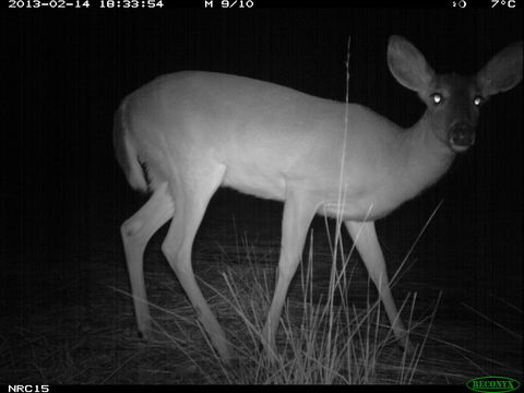 Image of White-tailed deer