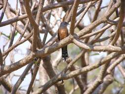 Image of Plaintive Cuckoo