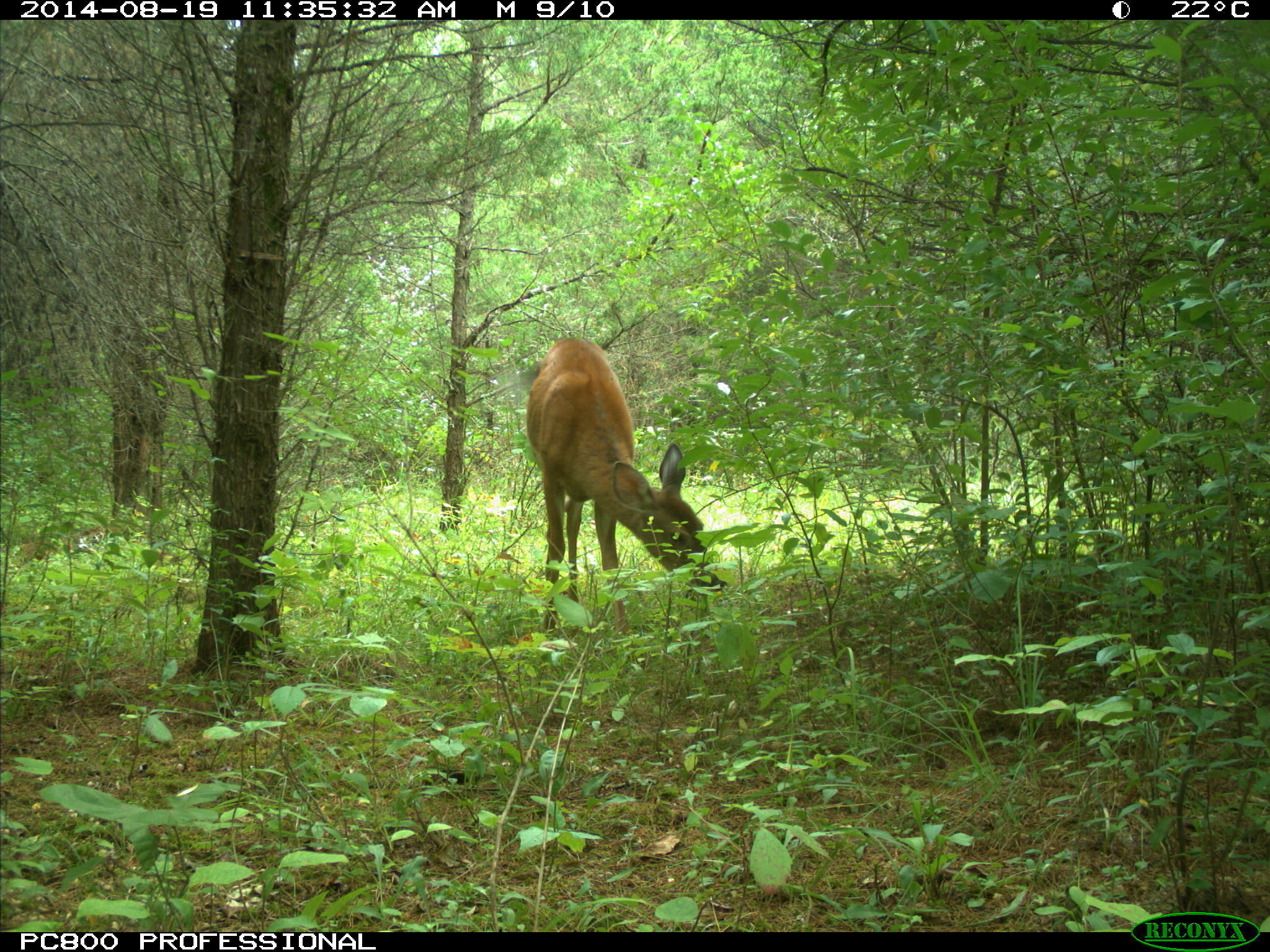 Image of White-tailed deer