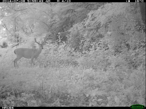 Image of White-tailed deer