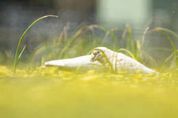 Image of Western Corella