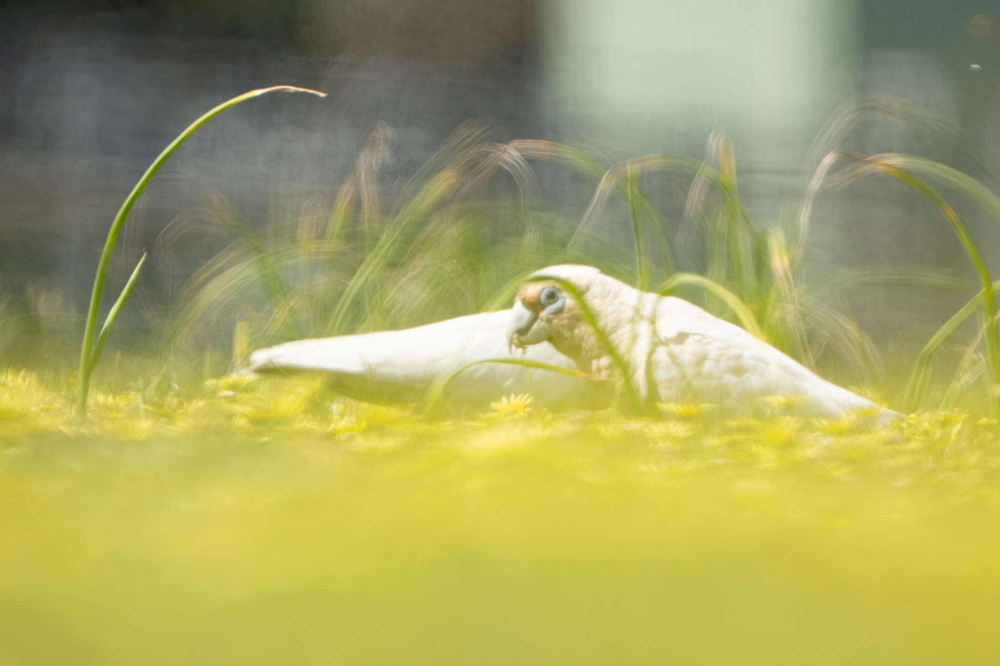 Image of Western Corella