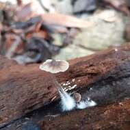 Image of Marasmius bekolacongoli Beeli 1928