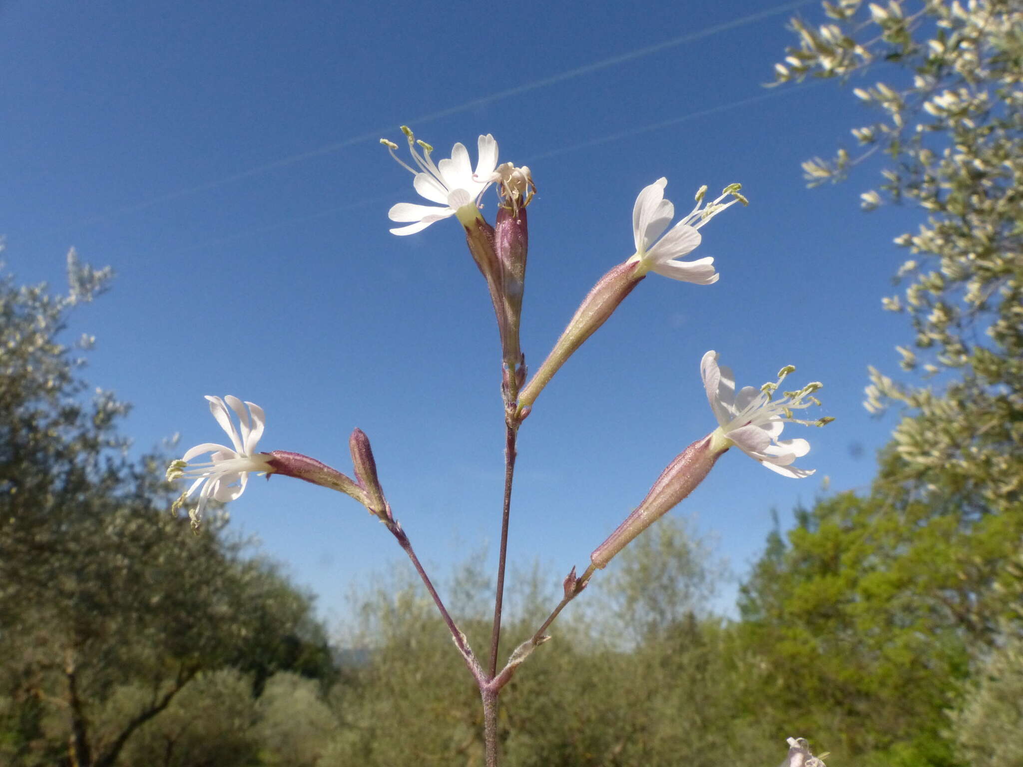 Image of Italian catchfly