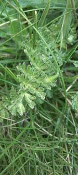 Image of Chaerophyllum eriopodum (DC.) K. F. Chung