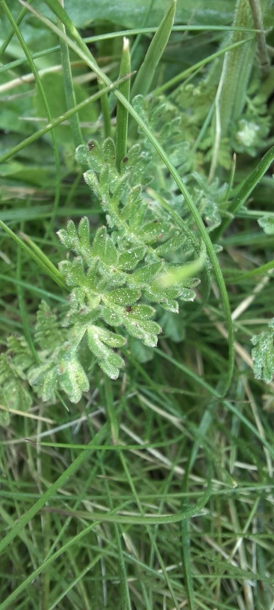 Слика од Chaerophyllum eriopodum (DC.) K. F. Chung