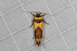 Macrobathra chrysotoxa Meyrick 1886 resmi