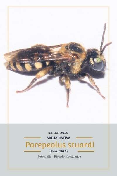 Image of Parepeolus stuardi (Ruiz 1935)