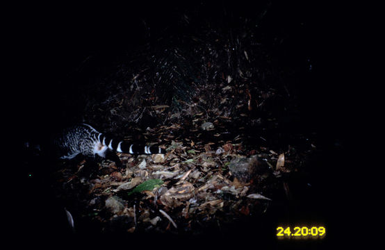 Image of large Indian civet