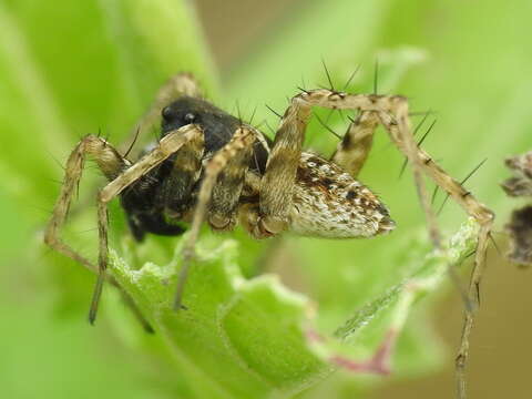 Image of Pardosa atlantica Emerton 1913