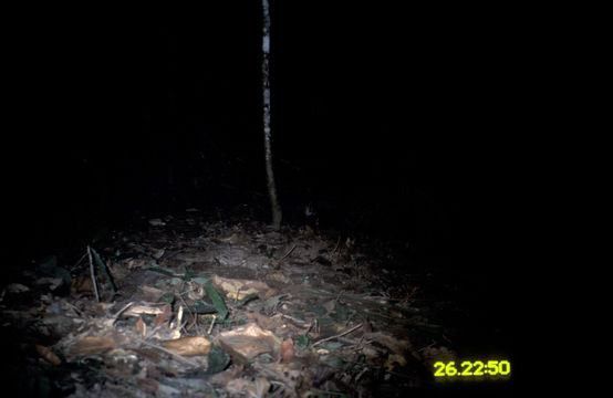 Image of large Indian civet