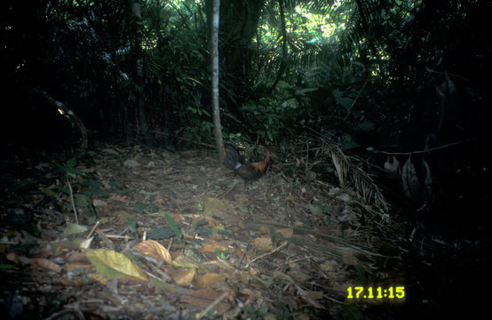 Image of Red Junglefowl
