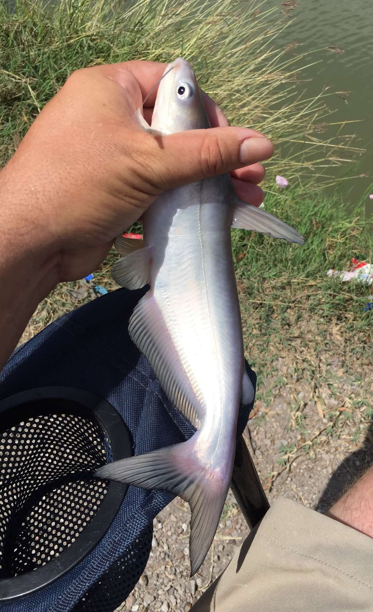 Image of Blue catfish