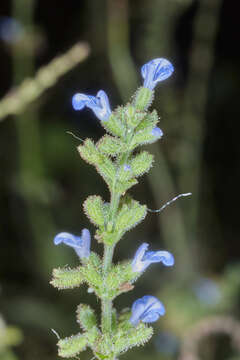 Image of West Indian sage