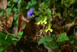 Odontochilus lanceolatus (Lindl.) Blume resmi