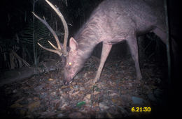 Image of Sambar