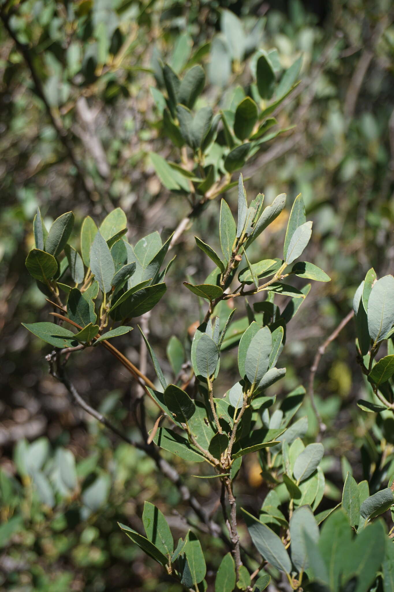 Image of Huckleberry Oak