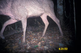 Image of Sambar