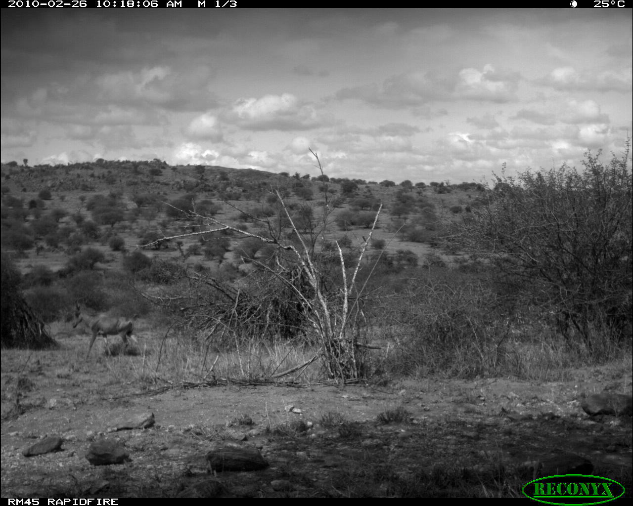 Image of Hartebeest