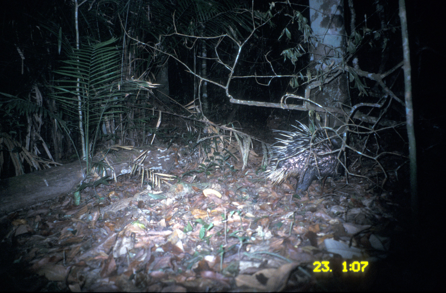 Image de Hystrix brachyura Linnaeus 1758