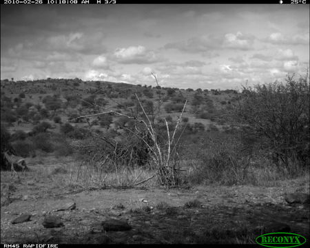 Image of Hartebeest