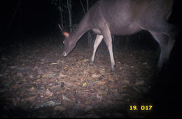 Image of Sambar