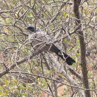 Image of Island Scrub Jay