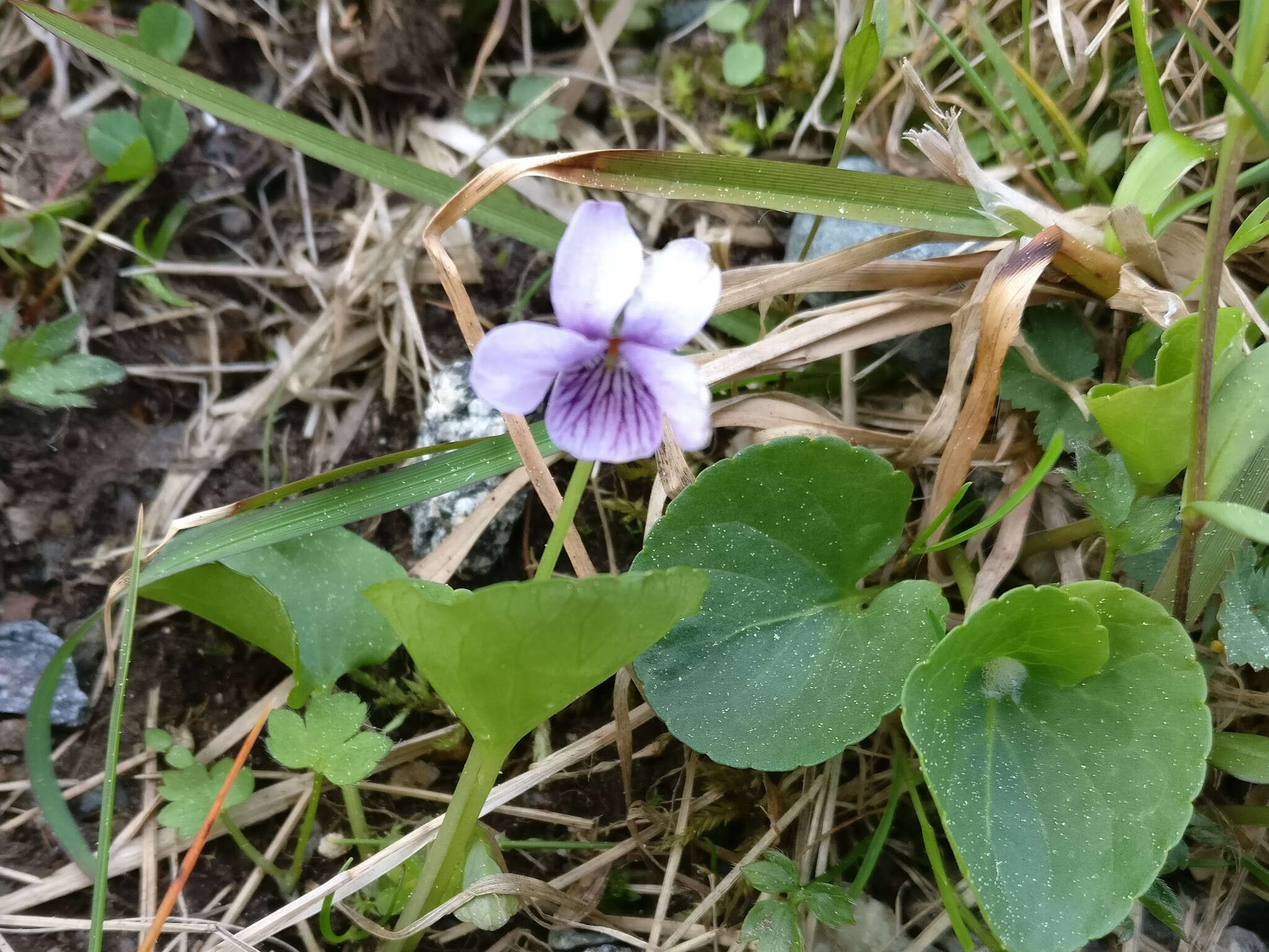 Image of marsh violet