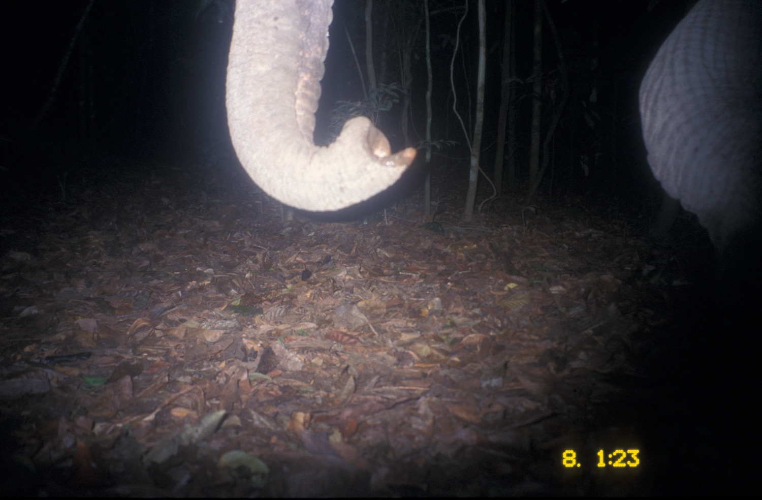 Image of Asian elephant