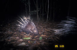 Hystrix brachyura Linnaeus 1758 resmi