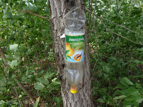 Image of Common Forest Dormouse