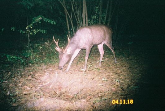 Image of Sambar