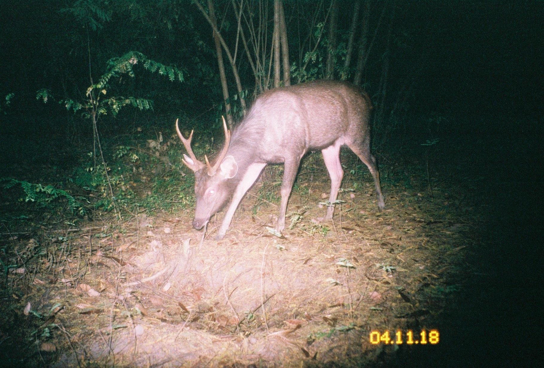 Image of Sambar