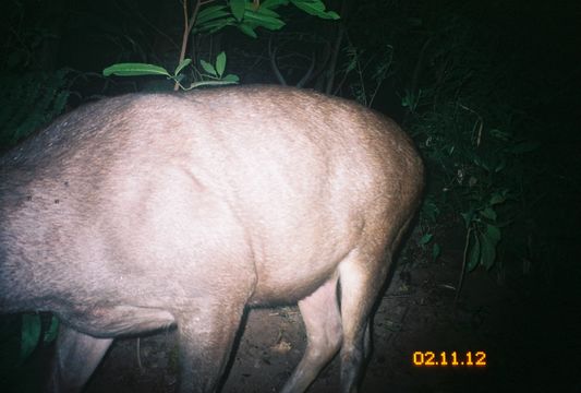 Image of Sambar