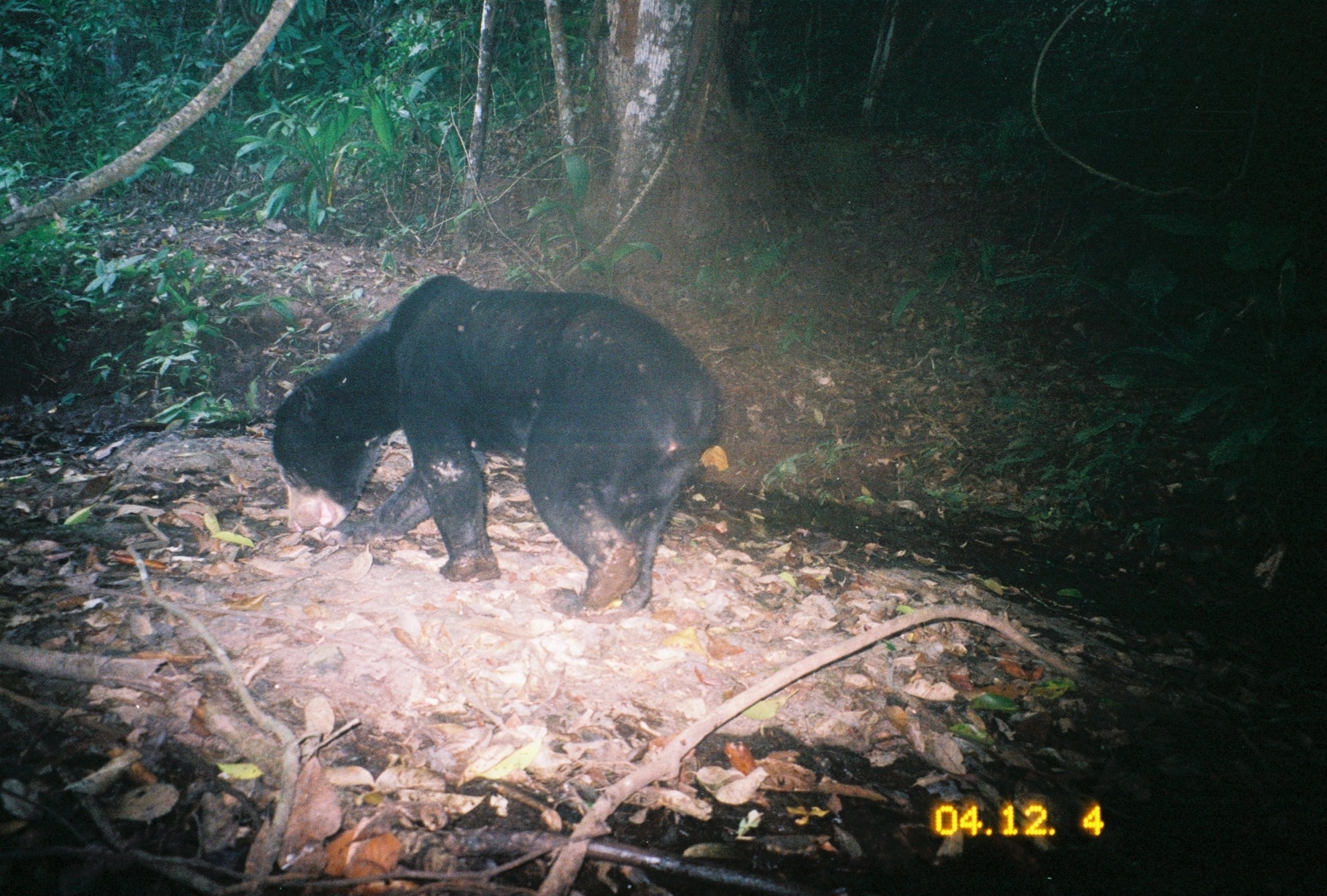 Image of Sun Bear