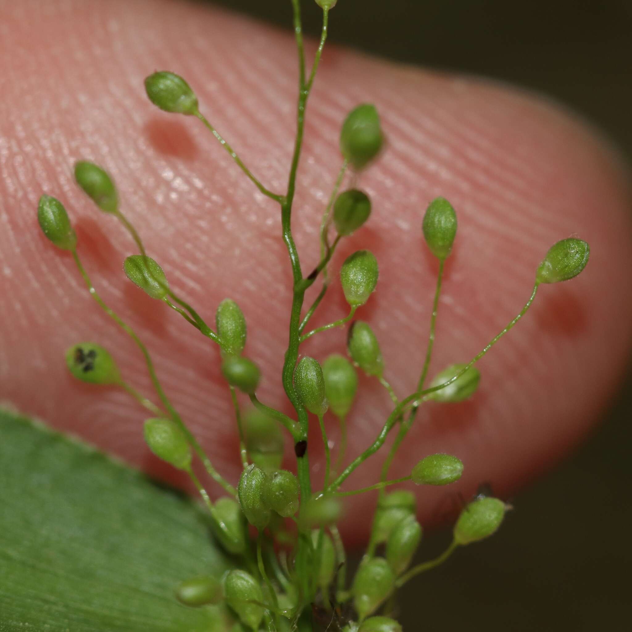 Image of Northern Rosette Grass