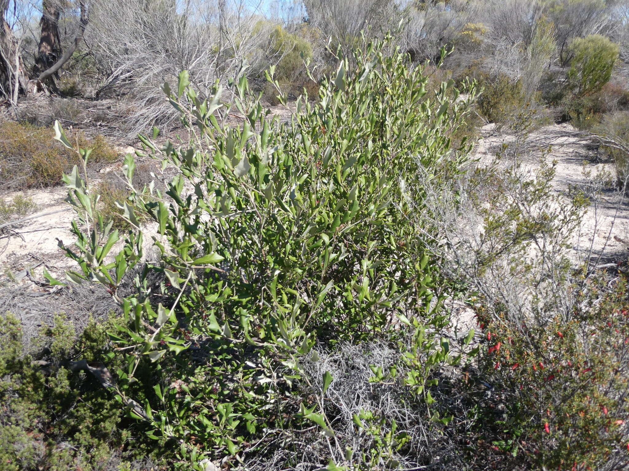 Image of Grevillea ilicifolia subsp. ilicifolia