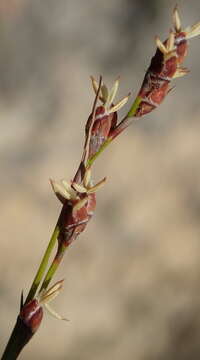 Image de Tetraria fimbriolata (Nees) C. B. Clarke