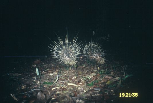 Image de Hystrix brachyura Linnaeus 1758